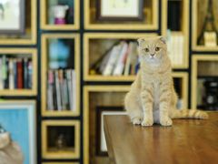 猫猫-咖法森林·咖啡  酒吧(天河店)
