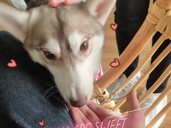 -Husky Go! 哈士奇体验馆·宠物咖啡厅狗咖