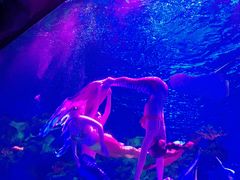 -芜湖新华联大白鲸海洋公园