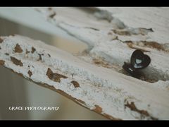 -BLATAGE COFFEE