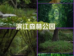 -上海滨江森林公园