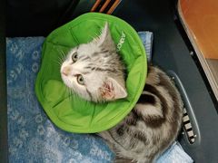 -北京观赏动物医院·24小时大型综合·猫专科·异宠专科