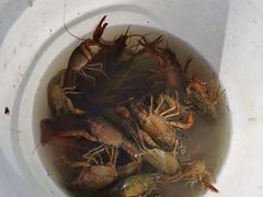 -梁鸿国家湿地公园