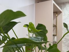 -启辰口腔(南坪店)