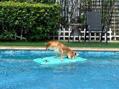 -汪说喵讲宠物乐园宠物酒店(红星美凯龙店)