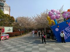 -高东镇樱花园