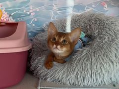 -糯米喵星人总部直营旗舰店·猫舍·幼猫出售