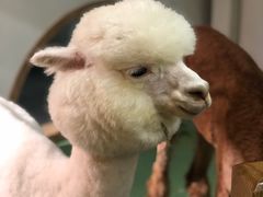 -藦茜花园宠物主题亲子互动体验馆(国顺东路店)
