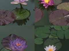 -国家植物园南园