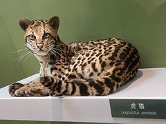 -国家自然博物馆