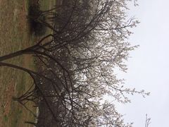 iphone_upload_pic-香雪海