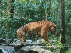 -北京野生动物园