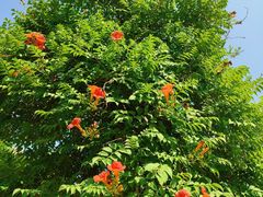 -海文实验幼儿园