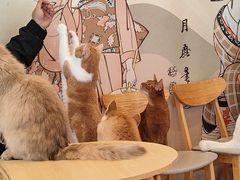 -Let's go狗咖·猫咖·奶狗·桌游(春熙路IFS店)
