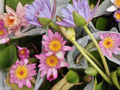 -桂林市花鸟市场
