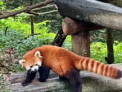 -都江堰中华大熊猫苑