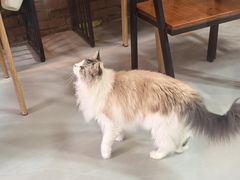 -豆逗聊愈猫阁Easy Life