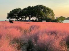 -贡湖湾湿地公园