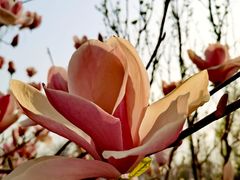 -大兴滨河森林公园