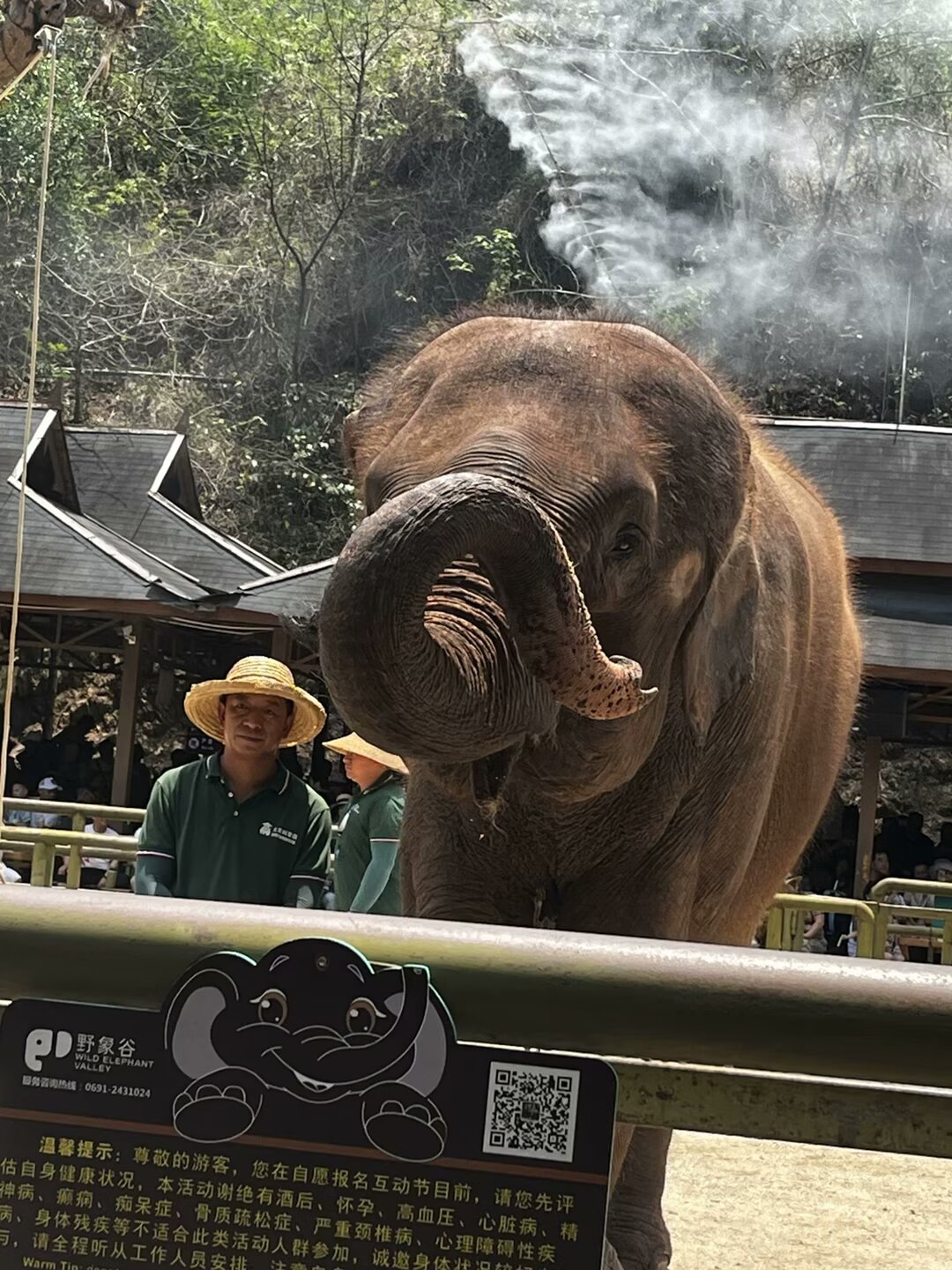 大象的心脏有多重图片