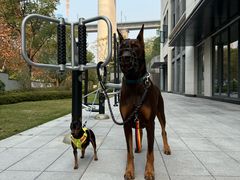 -瑞派名望24h动物医院异宠专科·猫专科·骨科·重症监护分院