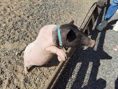 -前小桔亲子创意农场·草莓采摘·露营烧烤