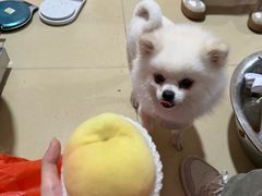 -老袁家蜜桃农场·阳山水蜜桃