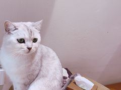 -藏猫猫咖啡主题馆(中央大道店)
