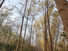 -合肥滨湖国家森林公园