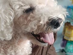 -瑞派福兴宠物医院犬猫全科·骨科·中西医结合(河东店)