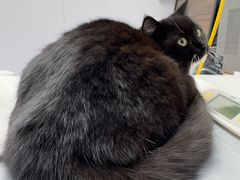 -宠物星动物医院·眼科·异宠·猫科(江南大道总院)