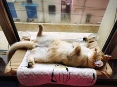 -猫大福·Fortune Cat猫舍(百子湾店)