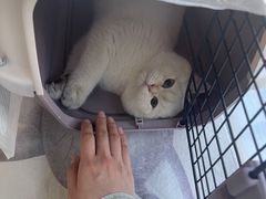 -纳吉亚猫专科动物医院·北北分院