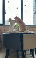 -齐伽生活馆·瑜伽·普拉提·阿育吠陀