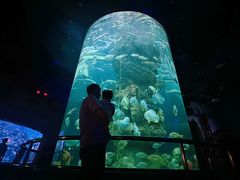 -芜湖新华联大白鲸海洋公园