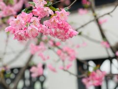 -莫愁湖公园