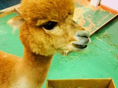 -藦茜花园宠物主题亲子互动体验馆(国顺东路店)