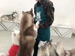 -星多哈·狗咖·拼豆·咖啡