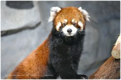 -Zoolung Zoolung动物主题公园(海信广场店)