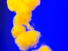-上海海洋水族馆