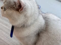 -藏猫猫咖啡主题馆(中央大道店)