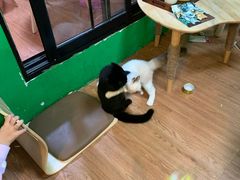 -李小姐の猫咖啡馆(五角场店)