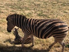 -威勒比开放式动物园