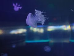 -苏州海洋馆