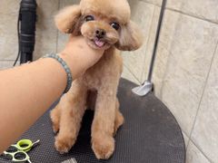 -帕帕拉兹宠物(亚洲旗舰店)