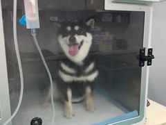 -爱侣·安琦尔宠物医院·中兽医针灸·心内科·狂犬免疫点(宝山区院)