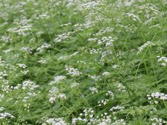 -镇江市南山风景名胜区竹林景区