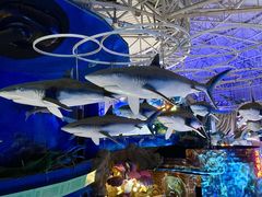 -烟台海昌鲸鲨海洋公园