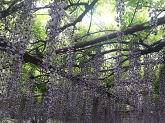 -嘉定紫藤园