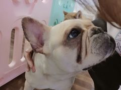 -柯斗斗主题餐厅·狗咖·围炉煮茶·茶饮(国瑞升平里店)